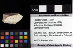 Foto (Objket + Etiketten) von Galatheites zitteli (Moericke, 1889)